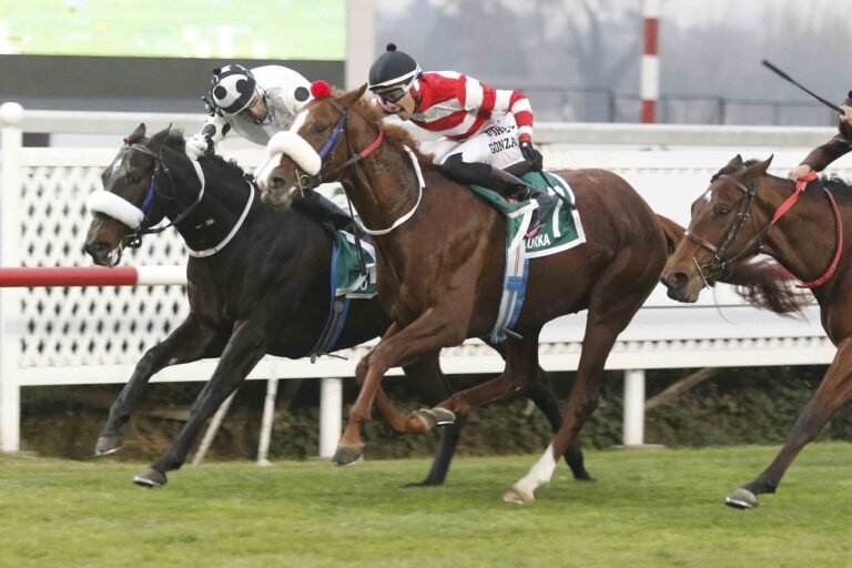caballos en un club hipico