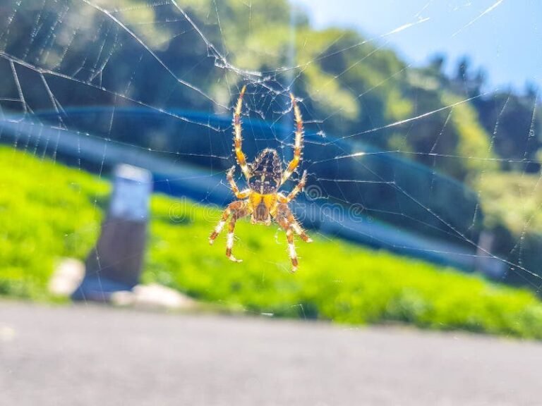 Dónde queda el cerro Las Arañas en Lo Barnechea y qué actividades ofrece