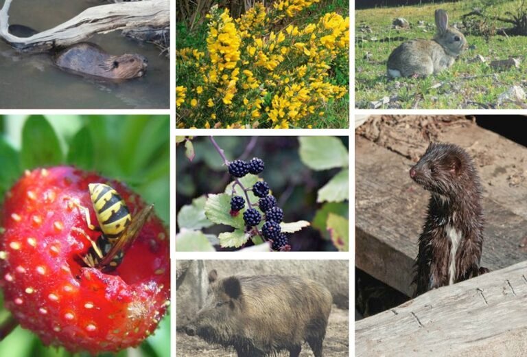 Qué especies introducidas en Chile han afectado su ecosistema 3 Qué especies introducidas en Chile han afectado su ecosistema