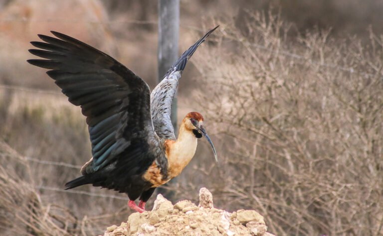 Qué especies de flora y fauna se encuentran en Coquimbo 6 Qué especies de flora y fauna se encuentran en Coquimbo