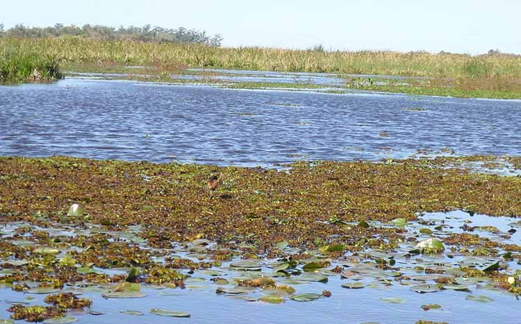 Qué es un humedal de estero de agua salada y qué lo caracteriza 5 Qué es un humedal de estero de agua salada y qué lo caracteriza