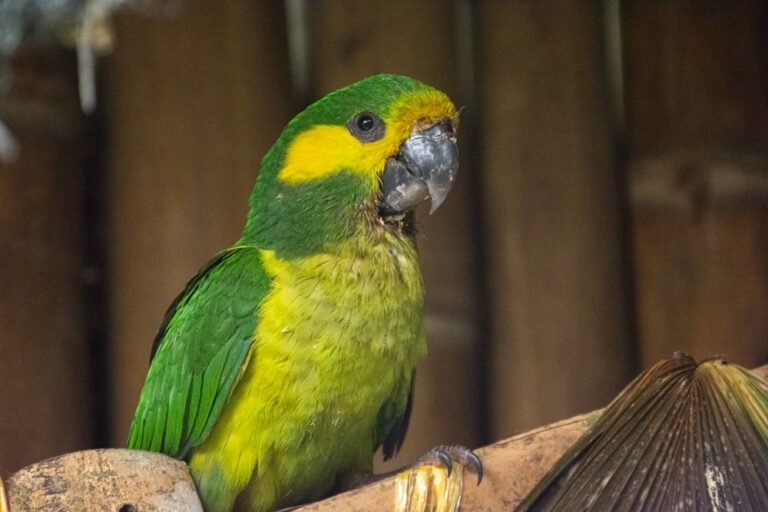 Qué características y hábitat tienen los loros tierra amarilla 6 Qué características y hábitat tienen los loros tierra amarilla