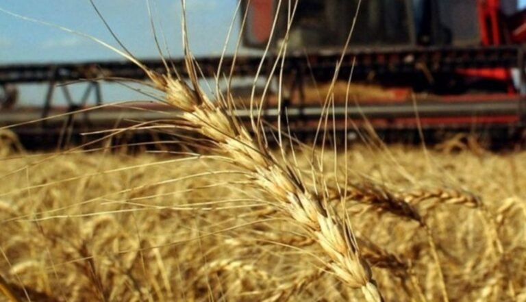 Qué servicios ofrece Molino Puente Alto S.A. en Chile 8 Qué servicios ofrece Molino Puente Alto S.A. en Chile