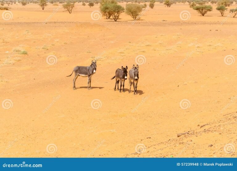 Cuál es el nombre del país africano que comienza con la letra S 3 Cuál es el nombre del país africano que comienza con la letra S