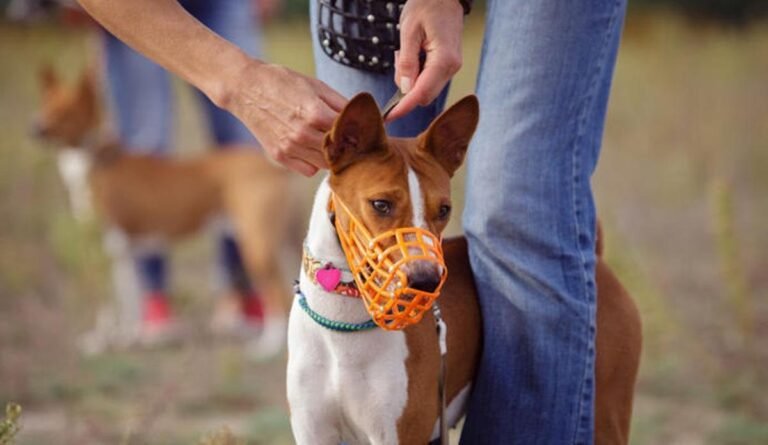 Qué perros deben usar bozal según la ley en Chile 5 Qué perros deben usar bozal según la ley en Chile