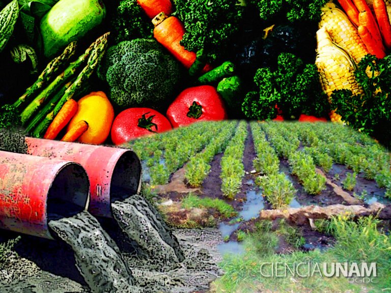 plantas saludables regadas con aguas grises